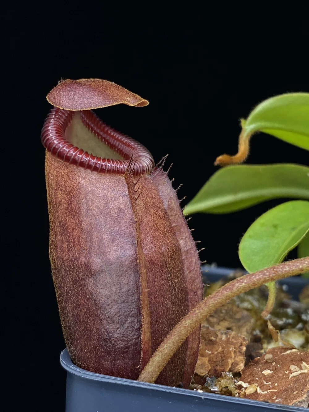 Nepenthes '''Miraville''' for Sale | Carnivorous Tropical Pitcher